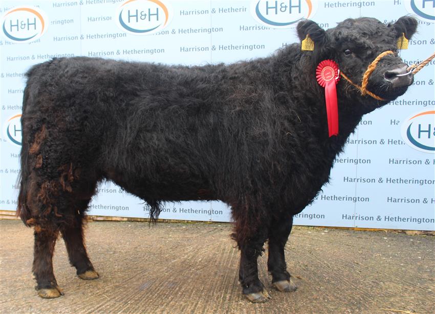 Viking of Whitehill 2200gns 1st prize bull